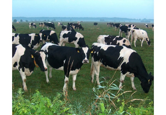 Kühe auf der Weide in Plate