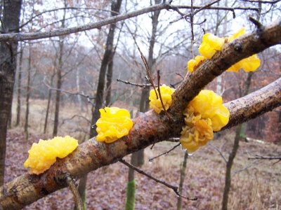 Foto von einem Pilz, dem “Goldgelber Zitterling“ auf einem Baum in einer herbstlichen Waldkulisse