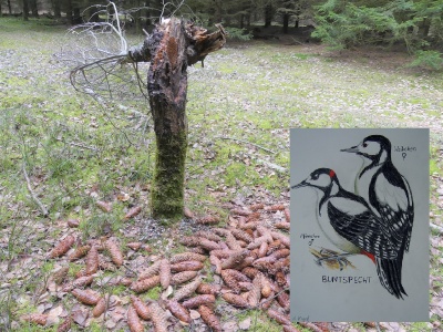 Ein abgebrochener Birkenbaum vor dem viele Kiefernzapfen liegen und eine Zeichenung vom Specht
