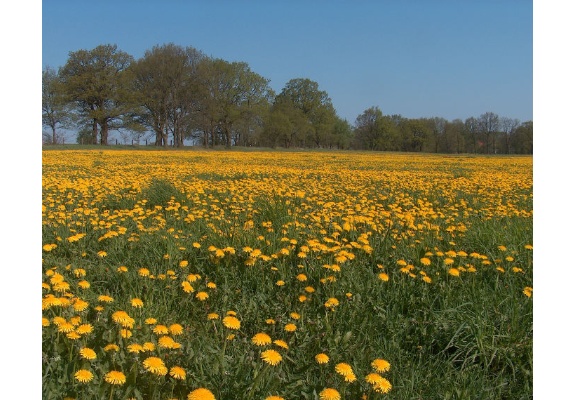 Butterblumenwiese bei Mirow, Gemeinde Banzkow