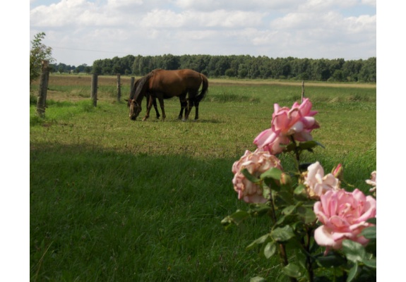 Country life in Jamel
