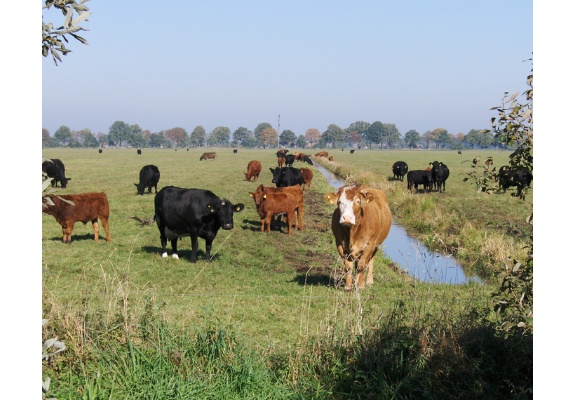 Cow herds - no rarity in the Lewitz