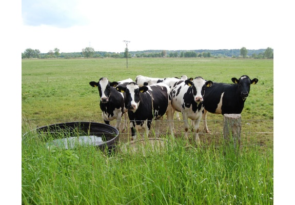Cows in the pasture in Peckatel